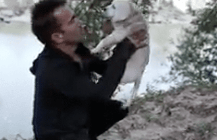 Cane e proprietario vicini fino all'ultimo giorno: il video che si deve vedere