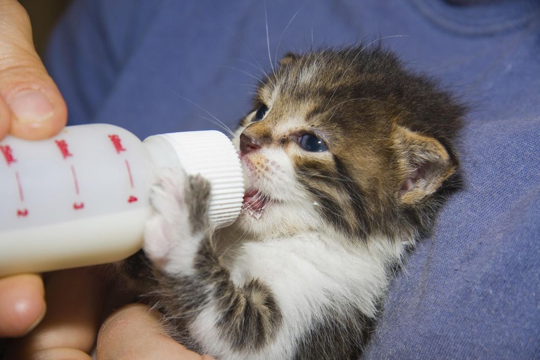Tenerissimi cuccioli allattati [VIDEO]
