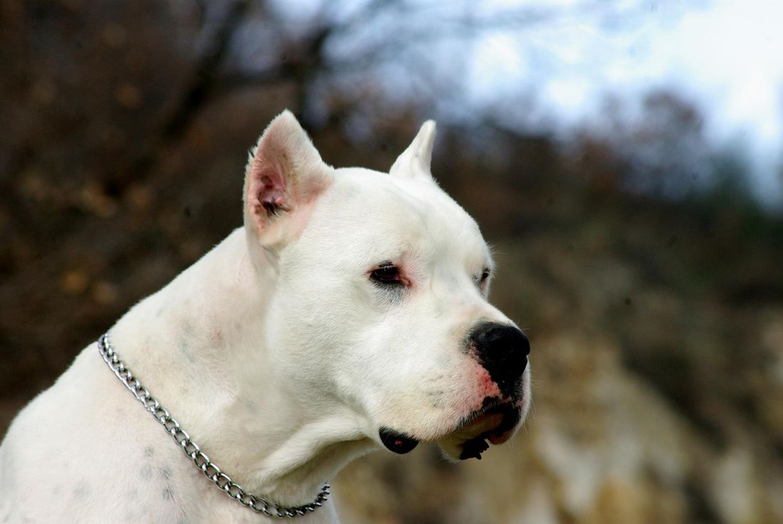 Cagnolina nel braccio della morte: corsa contro il tempo per salvarla