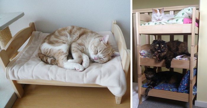 Ikea anche per cani e gatti: la multinazionale svedese debutta nel settore degli animali