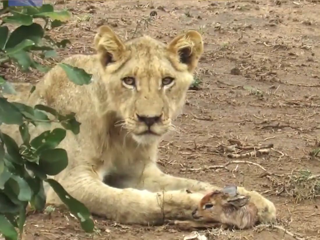 L’istinto materno supera l’istinto predatorio [VIDEO]