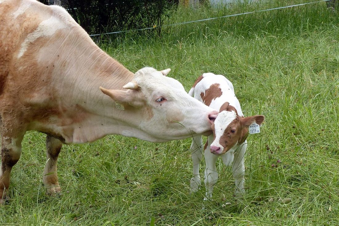 Mucca disperata insegue il suo piccolo destinato al macello [VIDEO]