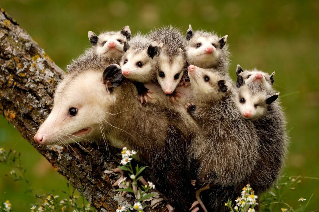 Un modo davvero singolare di portare a spasso i cuccioli [VIDEO]