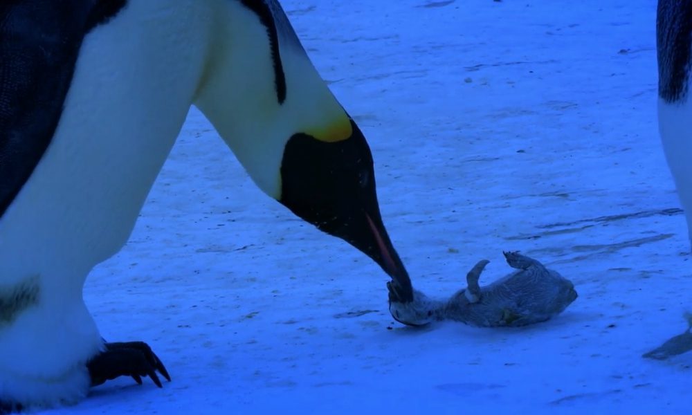 Il pianto disperato di una mamma pinguino [VIDEO]