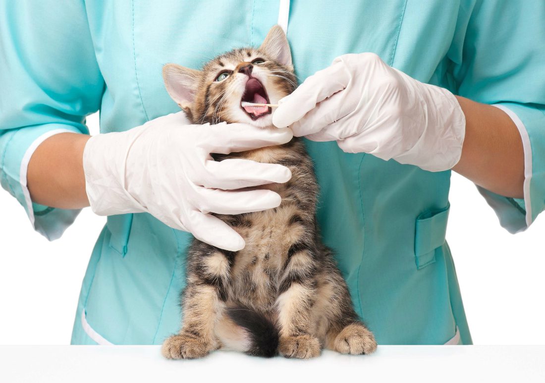 "L’esperto risponde": la stomatite felina