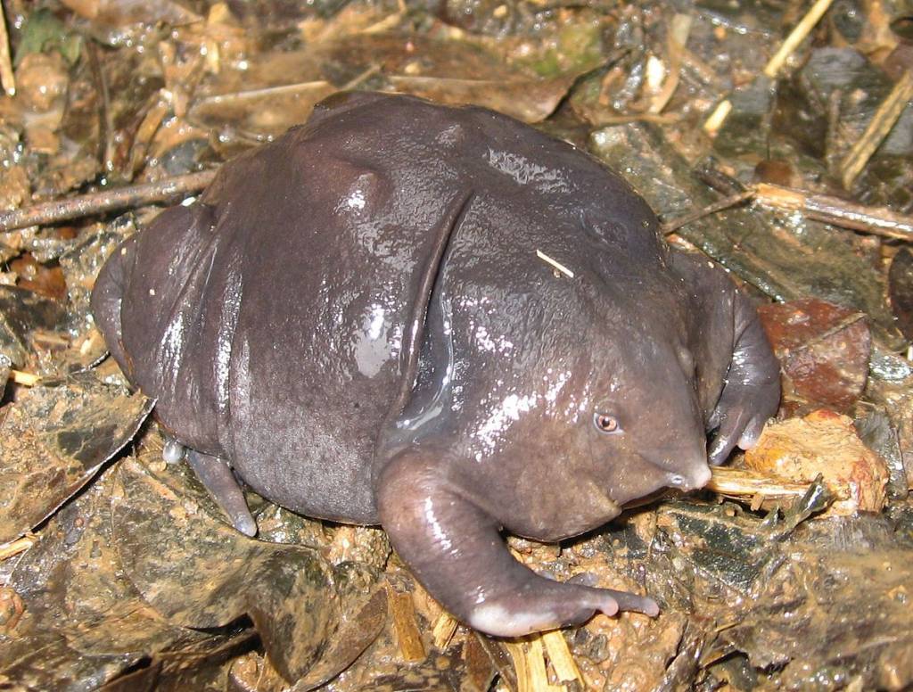 Animali buffi: le 7 specie più curiose