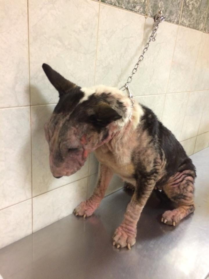 Ritrova il cane rubato dopo 2 anni: le sue condizioni, però, sono spaventose [FOTO]