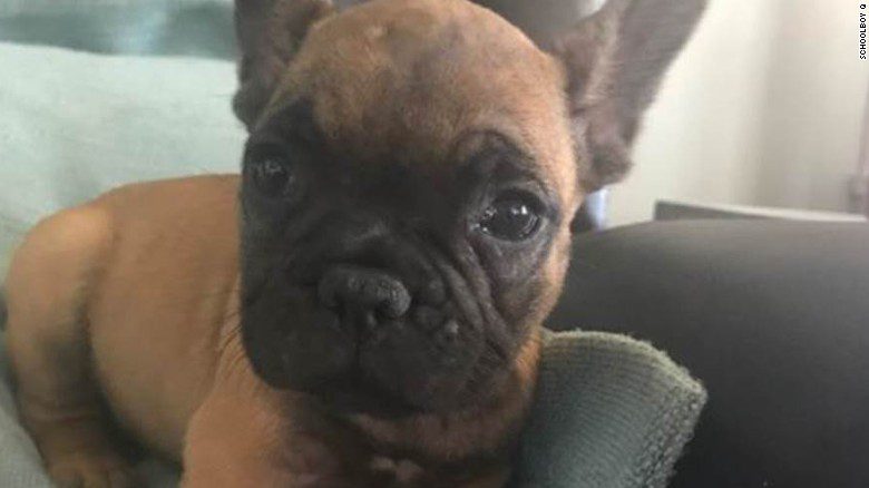Viaggia in aereo col cane, ma la compagnia lo perde: imbarcato nel volo sbagliato