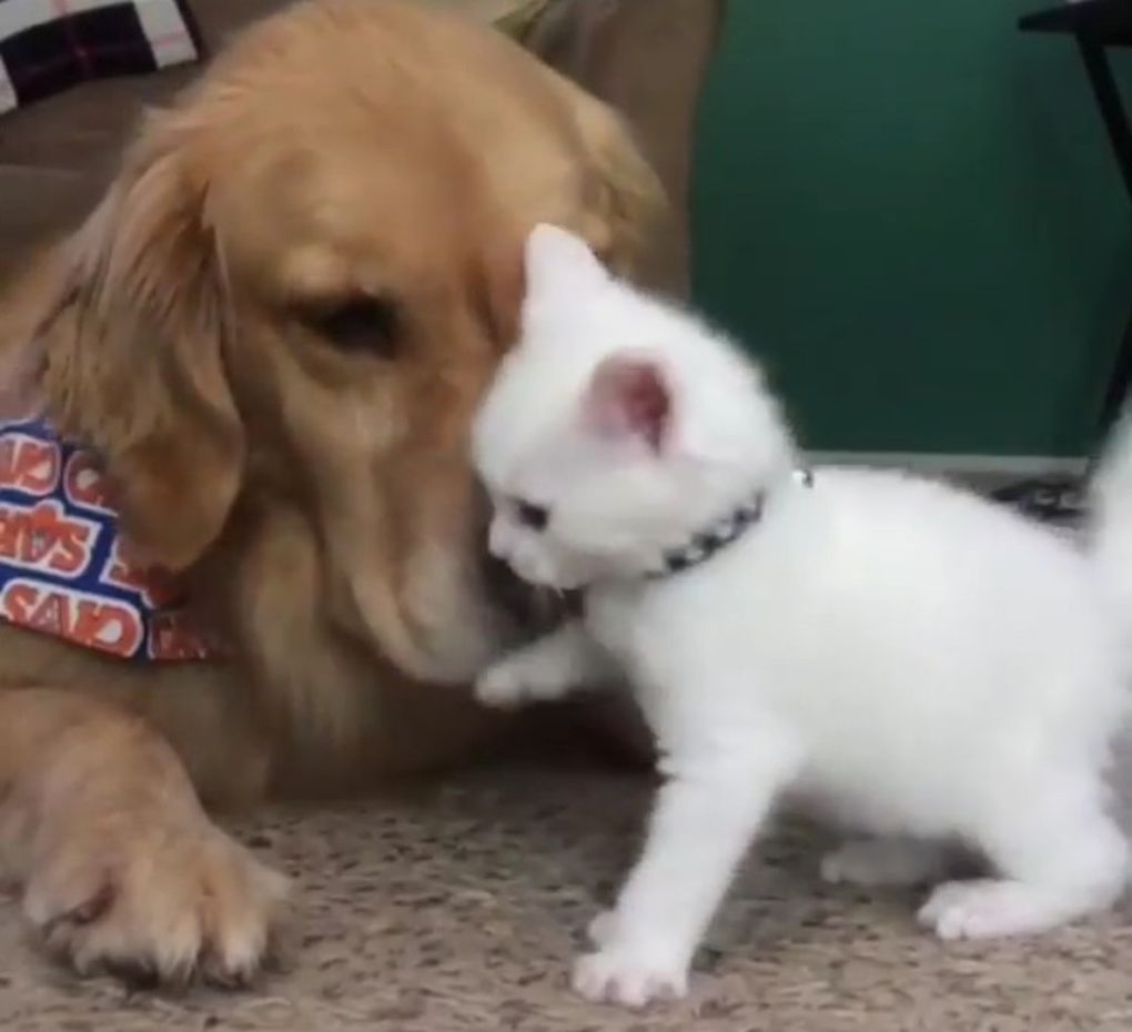 Il gattino “disturbatore” [VIDEO]