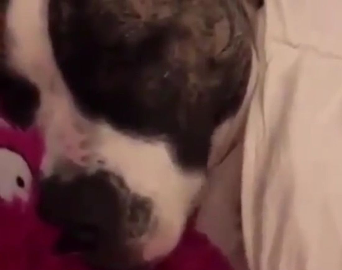 Ciò che fa questo cane sconvolge il gatto [VIDEO]