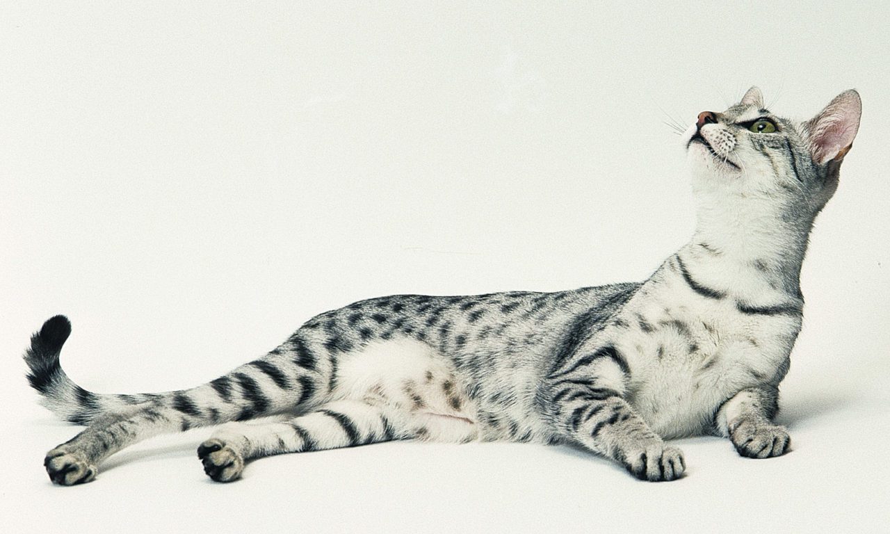 Gatto egiziano: scheda del felino