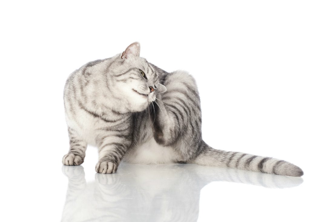 “L’esperto risponde”: l’acariasi del gatto