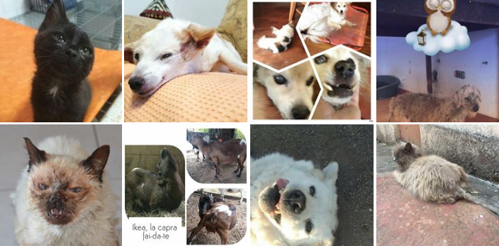 Progetto Quasi: vota il cane o gatto più brutto della Rete