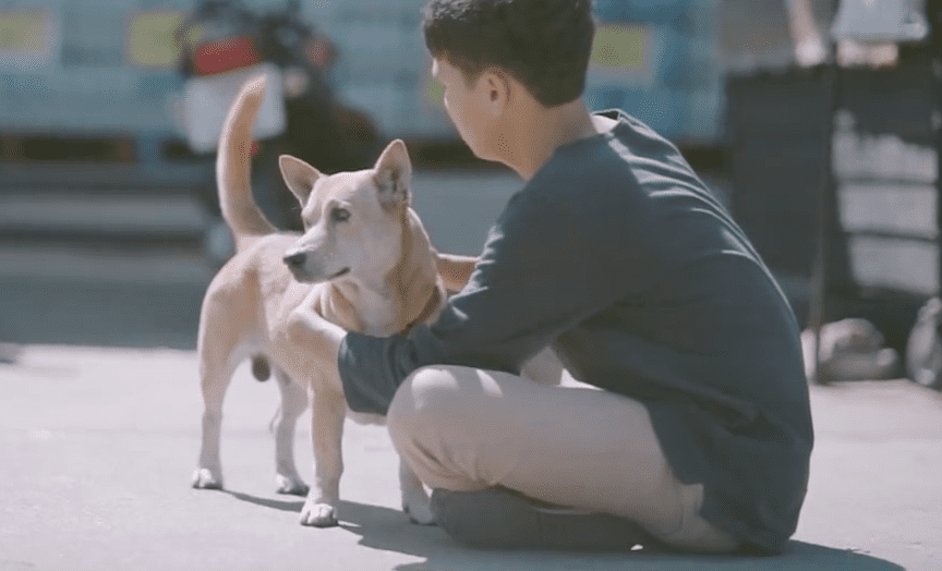 L'uomo che abbraccia i cani randagi [VIDEO]