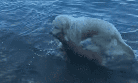 Il cerbiatto sta affogando: il cane lo vede e fa qualcosa di incredibile [VIDEO]