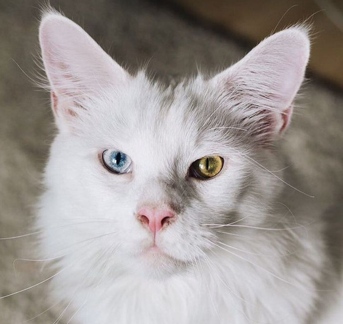 Tihon: il Maine Coon gigante più famoso del web
