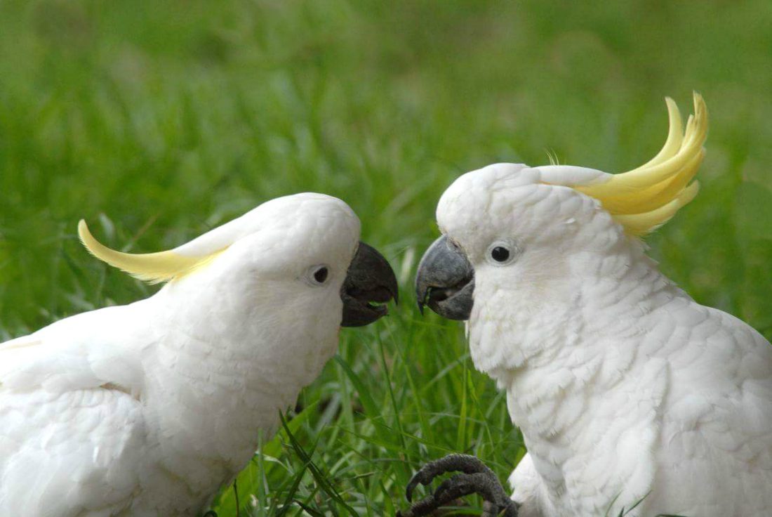 Cacatua: scheda dell’uccello