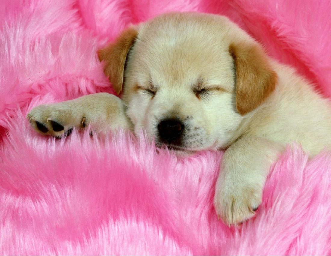 Nomi per cani femmina