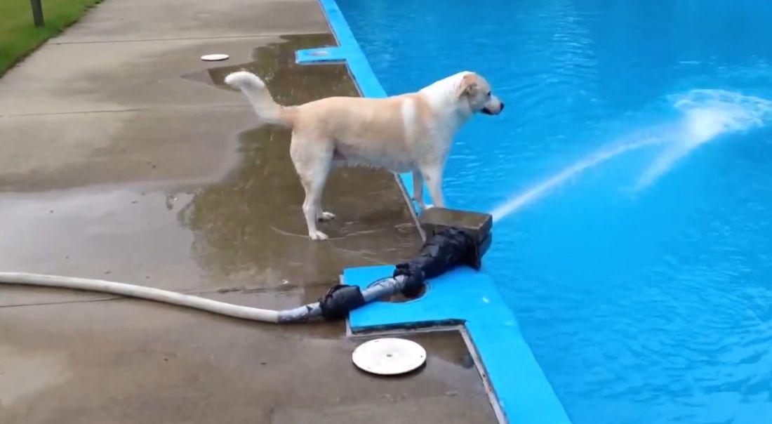 Un tuffo fuori programma… [VIDEO]