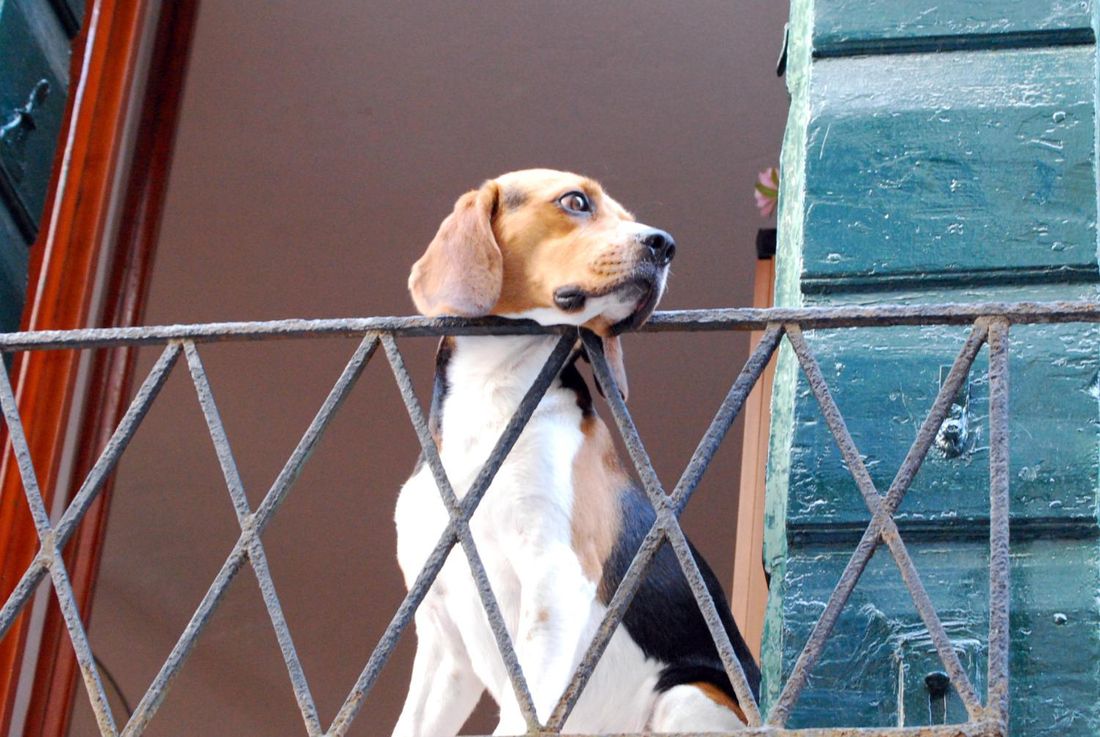 "SOS CANE SUL BALCONE": il nuovo servizio per salvare gli animali