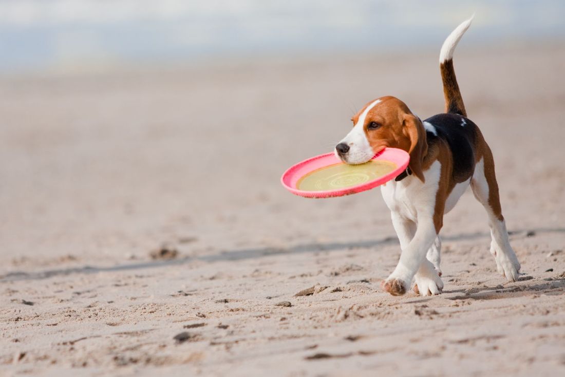 Cani in spiaggia: doveri, diritti e trucchi per non farsi cacciare