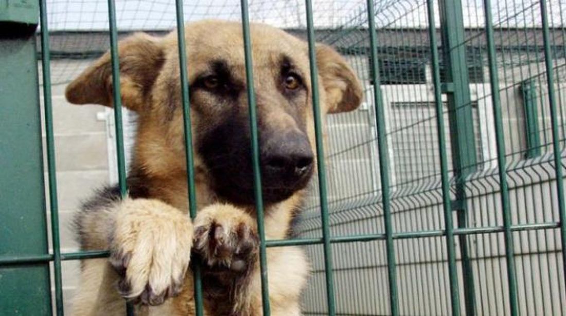 Muore e lascia un’eredità di 540.000 euro agli animali
