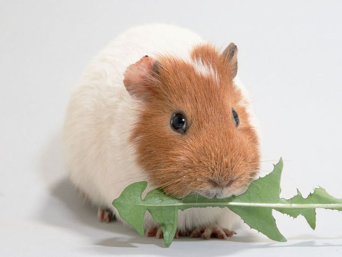 Porcellino d’India: scheda della Cavia Domestica