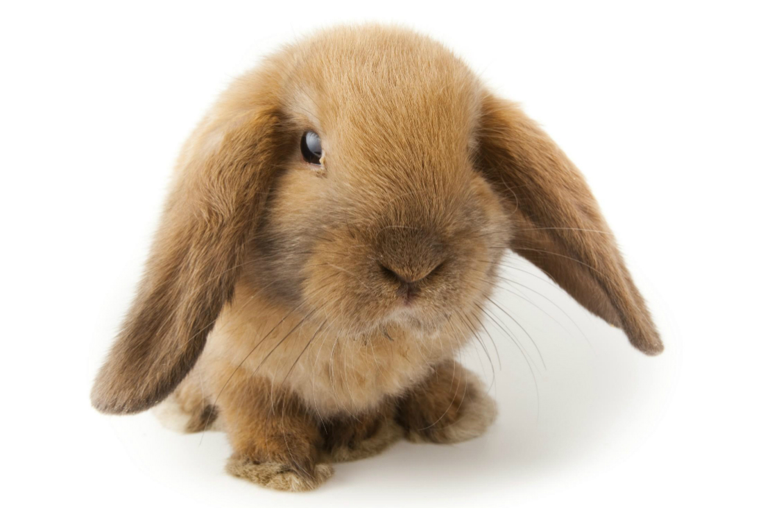 Coniglio nano: scheda dell’animale