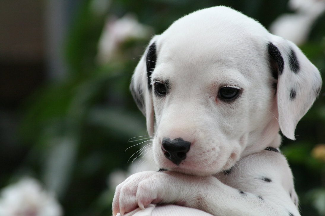 Dalmata: 5 curiosità sul vostro cagionevole cucciolone
