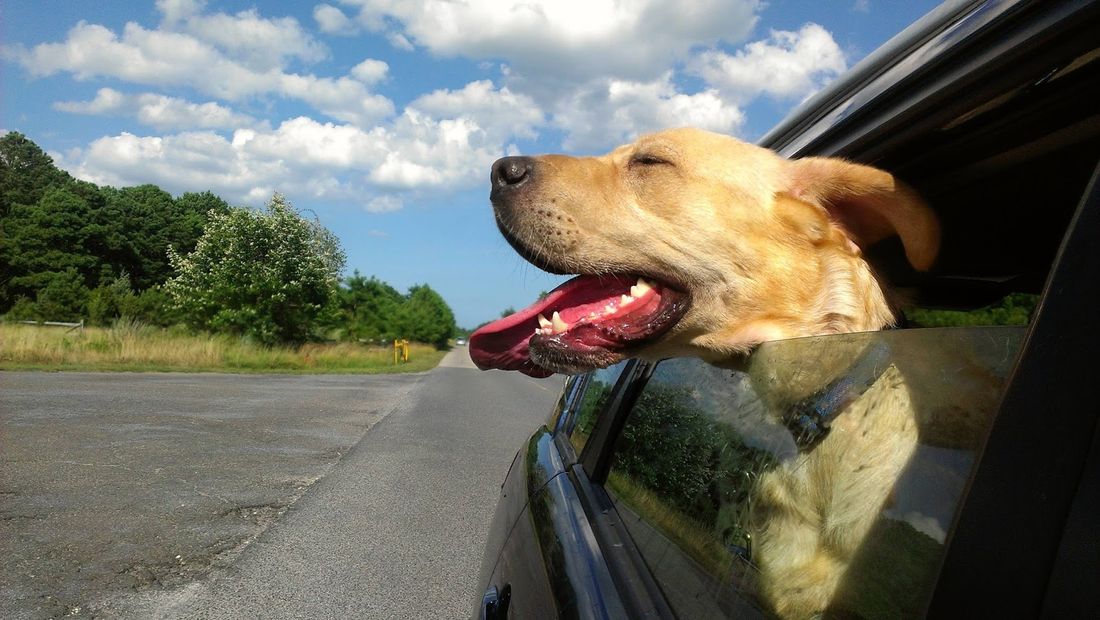Caldo: come curare gli animali in viaggio
