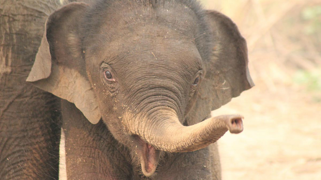 L’eroico salvataggio di un cucciolo di elefante [VIDEO]