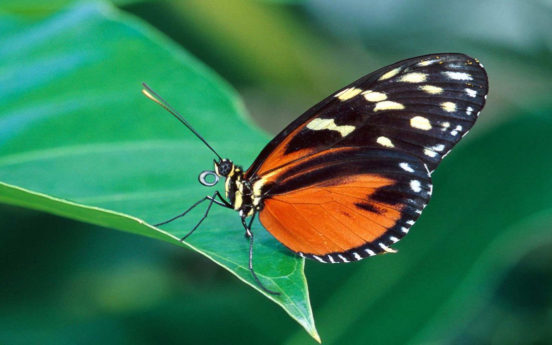 Farfalle: quanto vivono