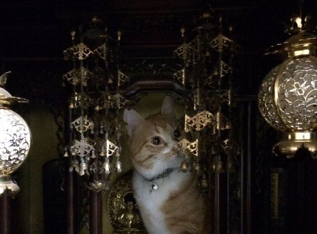 Il gatto buddhista