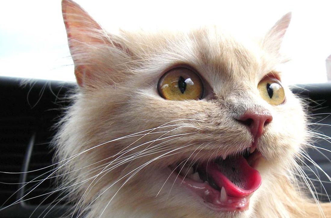 Caldo: 5 trucchi per la salute del tuo gatto