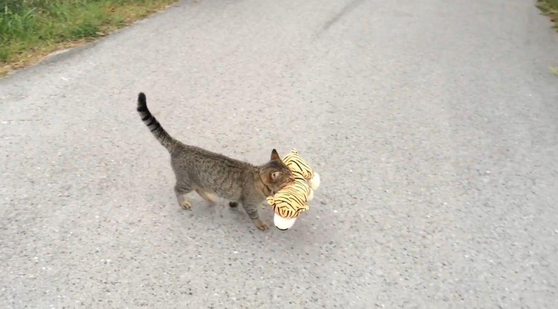 Il gatto ladro di tigri [VIDEO]