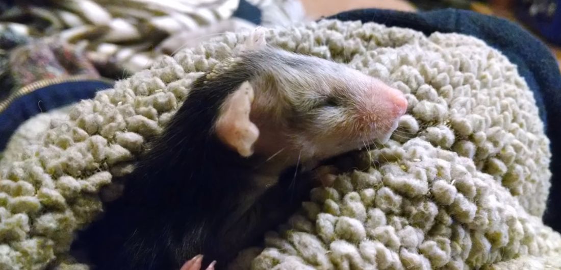 Una nuova vita per il cucciolo orfano [VIDEO]