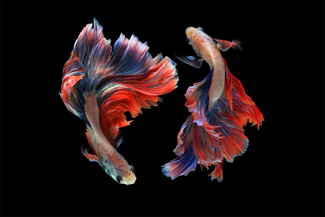 Pesce combattente: cosa non può mancare nell’acquario