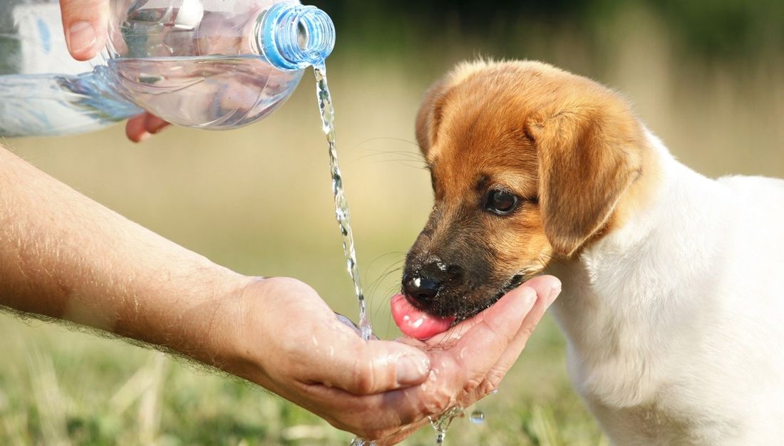 Caldo: come proteggere il tuo cane