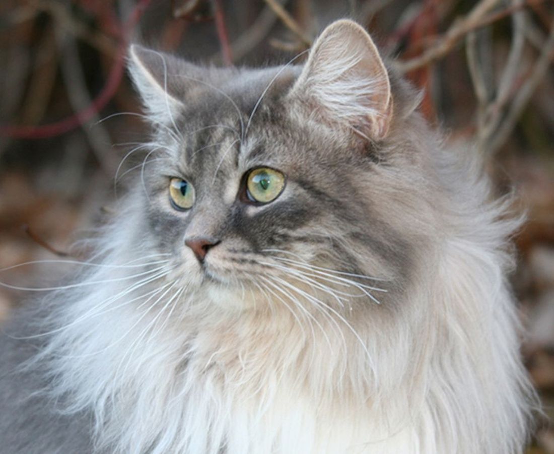 Gatto siberiano: scheda del felino