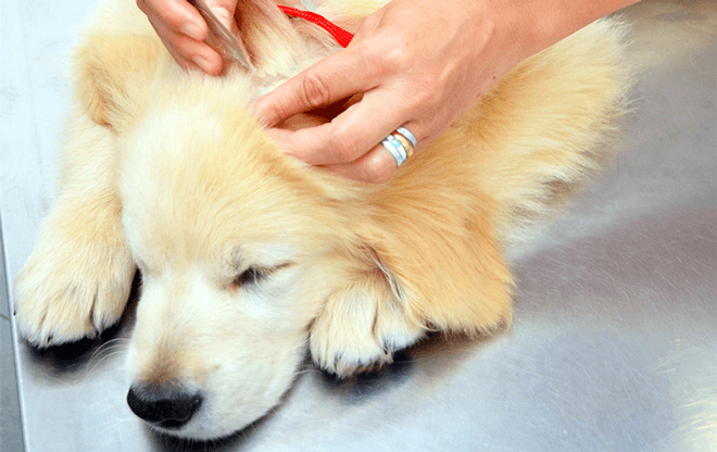 Punture di zecca su cane o gatto: cosa fare