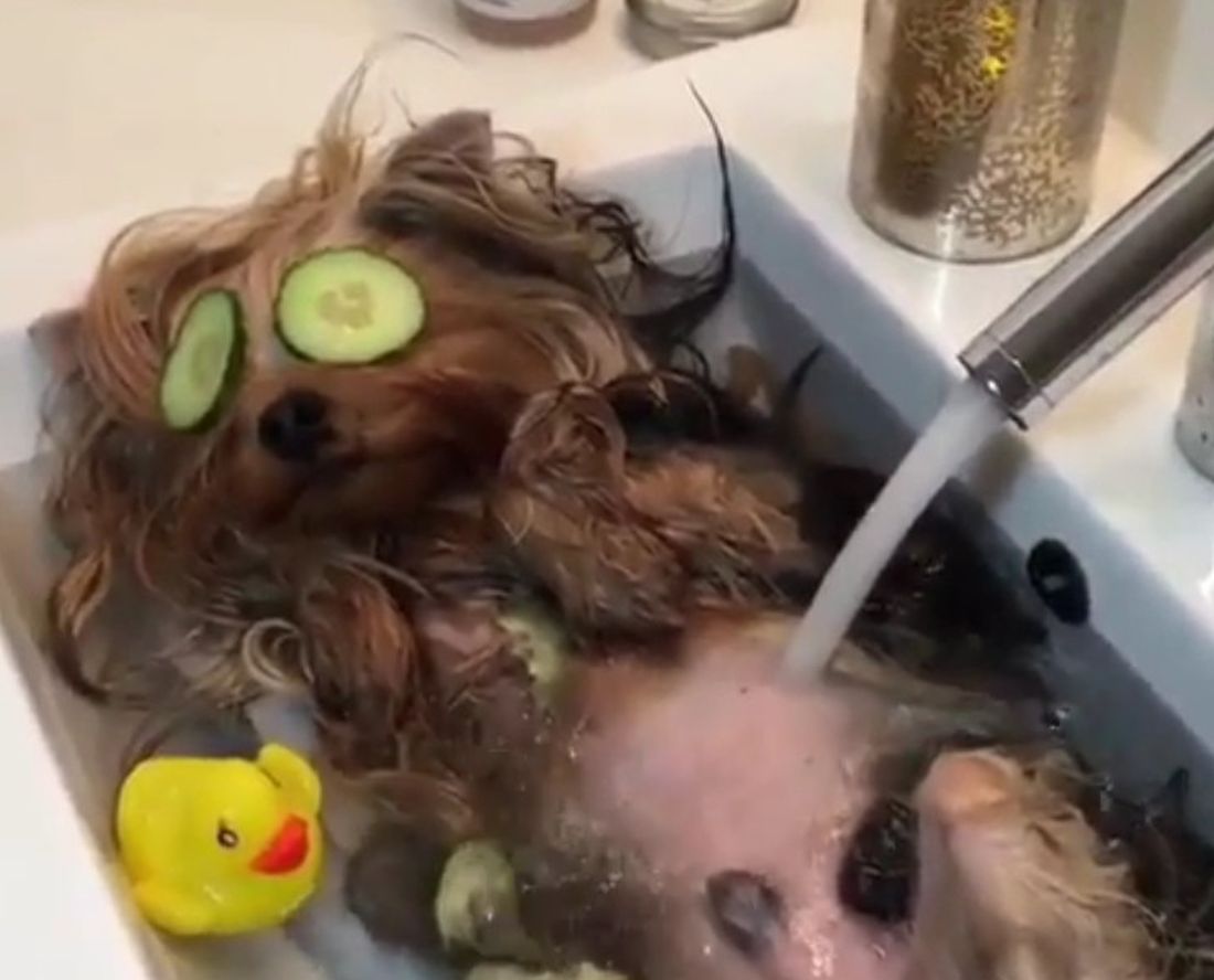 Una SPA canina… [VIDEO]