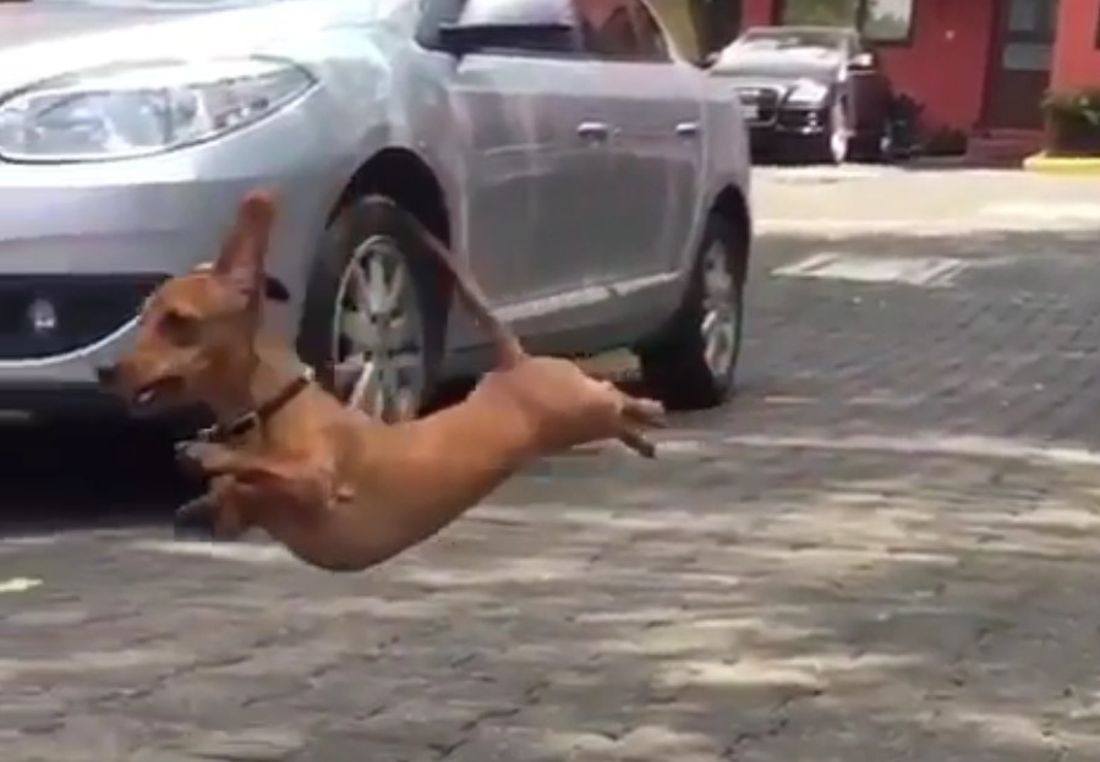 Salto all’ostacolo… [VIDEO]
