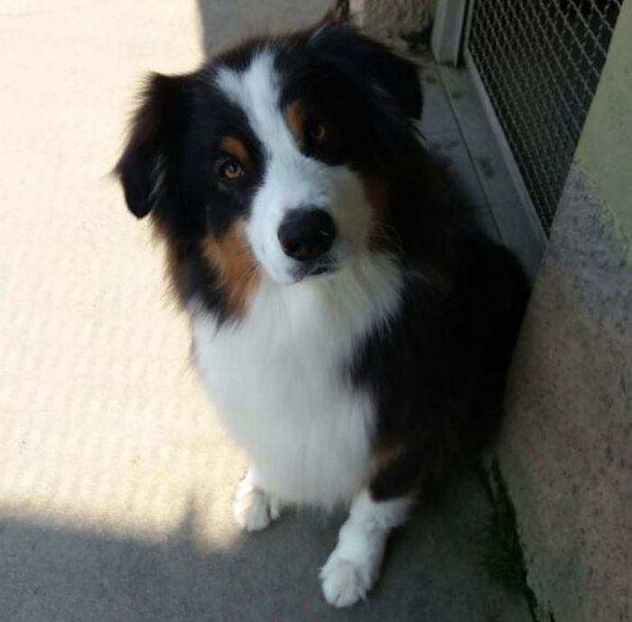 Cucciolo salvato dal terremoto di Norcia diventa un cane pompiere