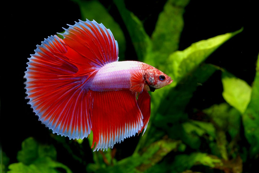 Pesce combattente: scheda del Betta splendens