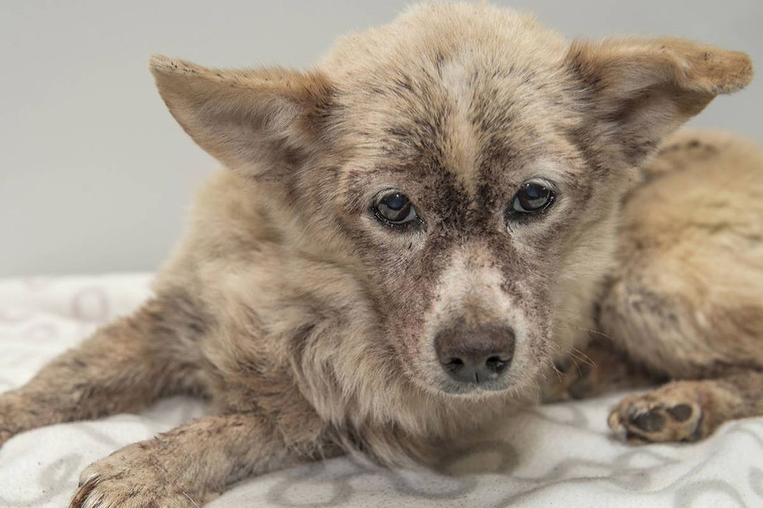 Video shock: cane infestato da 100.000 pulci