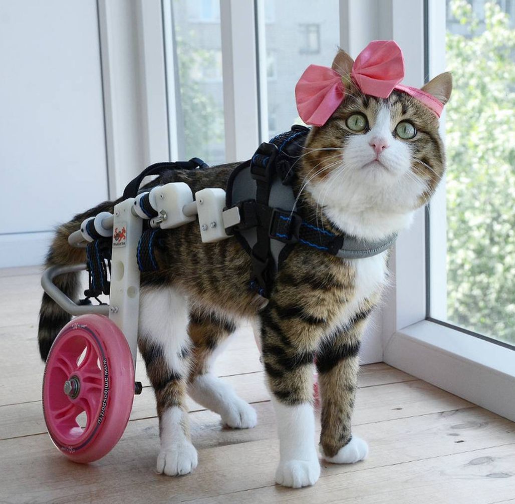 Rexie: un gatto davvero speciale [VIDEO+FOTO]