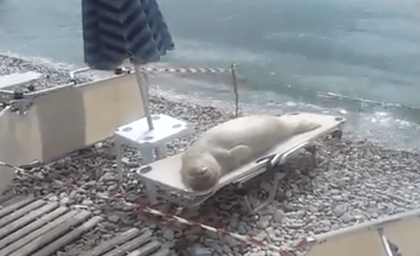 Il leone marino prende il sole... sul lettino [VIDEO]