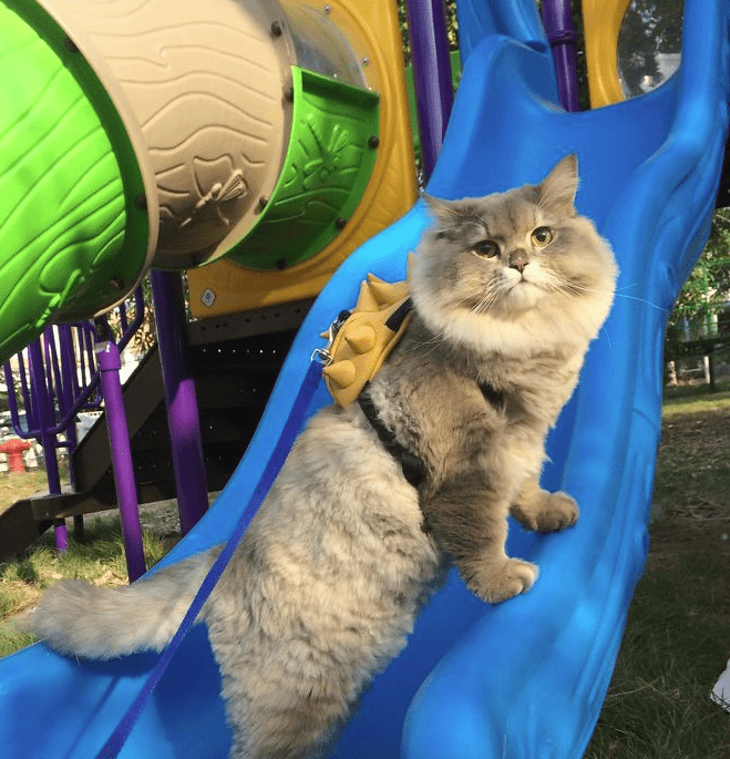 Bone Bone, il gatto gigante con lo zainetto è la nuova star dei social [FOTO]