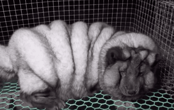 Volpi con più pelle, modificate geneticamente per le pellicce: il video shock
