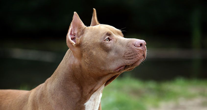 Lascia i figli in con i Pit Bull: non immaginava ciò che sarebbe successo [VIDEO]